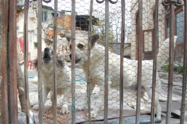 Primarii din judeţul Constanţa, despre problema câinilor maidanezi: Trebuie să se implice şi parlamentarii